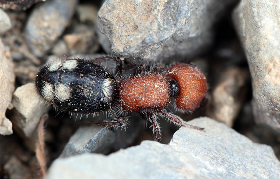 Mutillidae: Mutilla quinquemaculata